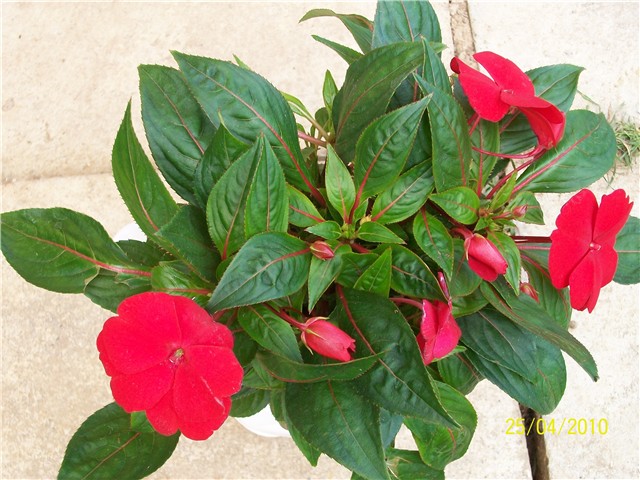 Impatiens - lat. Impatiens - hibrid New Gvinea